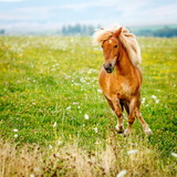 Fototapeta Konie - Small pony horse (Equus ferus caballus)