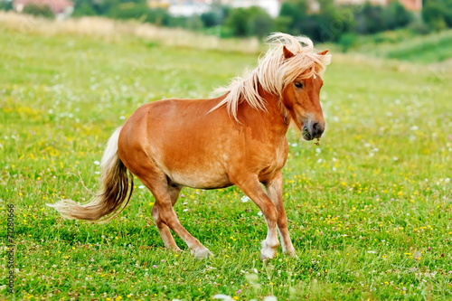 Tapeta ścienna Mały koń kucyka (equus ferus caballus)