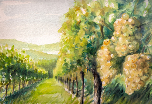 Obraz w ramie Vineyard,watercolors