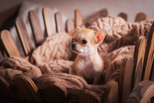 Chihuahua Puppies Retro