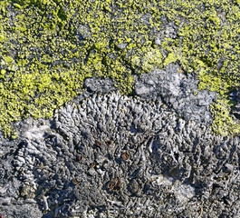 Background - lichen on the stone, Austrian Alps, Austria