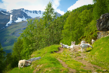 Wall Mural - goats in the mountains.