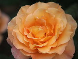 160_f_71298669_85yzt6agpgkrvsnpfsriz66d4almuyqs