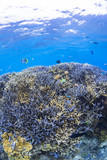 Fototapeta Do akwarium - coral
