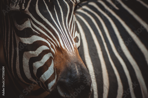 Obraz na płótnie canvas dwuczęściowy "dyptyk" Portret zebra w zoo w pradze