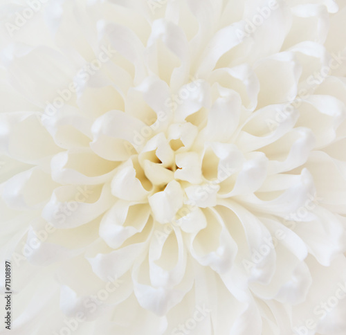 Naklejka - mata magnetyczna na lodówkę White chrysanthemum flower
