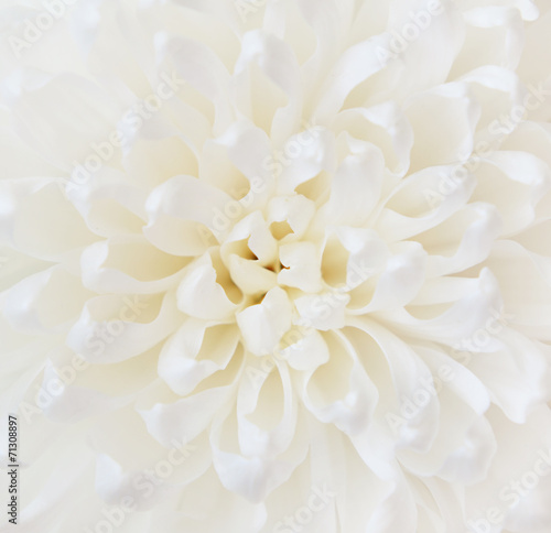 Fototapeta do kuchni White chrysanthemum flower