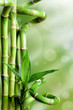 Bambusy na zielonym tle