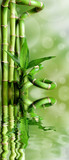 Fototapeta Storczyk - Bambusy na zielonym tle