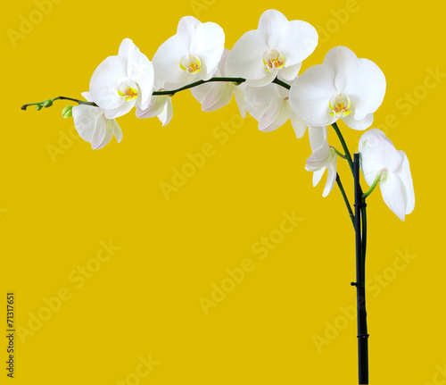 Obraz na płótnie canvas dwuczęściowy "dyptyk" Białe orchidee