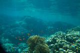 Fototapeta Do akwarium - Coral Sea