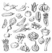© bioraven - hand drawn vegetable