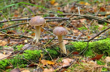 Wall Mural - Birkenpilz - birch boletus 07