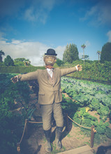 Autumn Scarecrow On Organic Farm