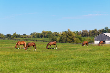 Wall Mural - Horses at horse farm.