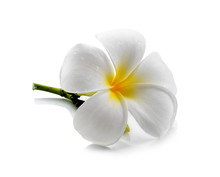 Frangipani Flower Isolated White Background