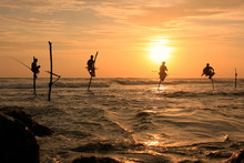 Silhouette Of A Stick Fishermen At Sunset, Unawatuna, Sri Lanka