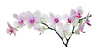 light color orchid flower in pink spots on white