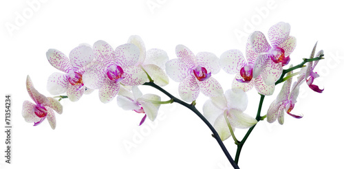 Cuadros en Lienzo light color orchid flower in pink spots on white