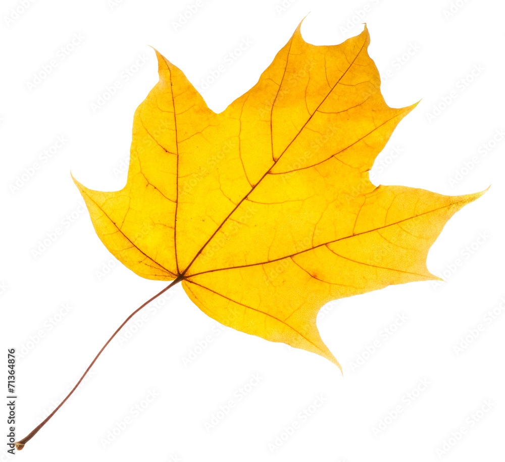 Yellow Maple Leaf
