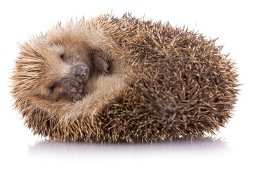 Hedgehog (erinaceus albiventris) sleeping, isolated on white bac