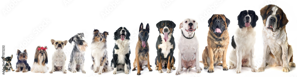 group of dogs - obrazy, fototapety, plakaty 