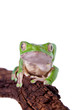 Giant leaf frog on white background