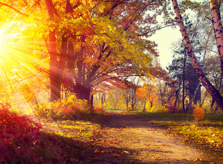 Sticker - Fall. Autumnal Park. Autumn Trees and Leaves in sun light