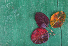 Dark Red Leaves On Green Wooden Background
