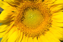 Sunflower Macro Shot