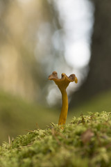 Poster - Funnel chanterelle or Yellowfoot, Cantharellus tubaeformis