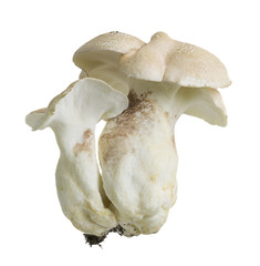 Wall Mural - Albatrellus mushroom isolated on white background