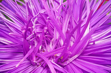 Purple Aster Flower Close-up As Abstract Background