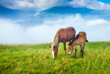 Wall Mural - amazing mountain landscape with fog and horses