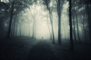 Wall Mural - man walking on path through a dark forest