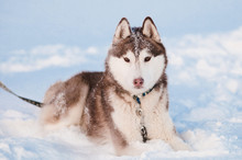 Siberian Husky Lying On The Snow