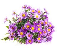 Bouquet Purple Autumn Flowers Isolated On White Background