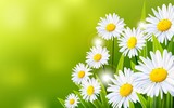 daisy flowers vector background