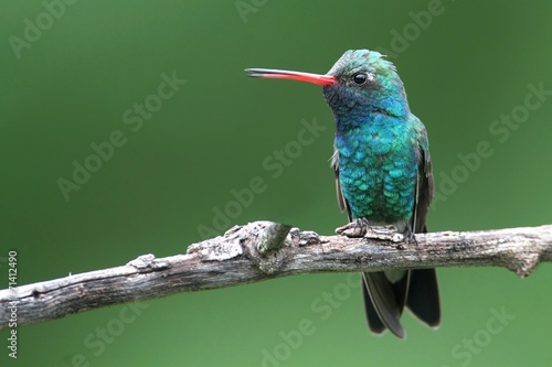 Naklejka samoprzylepna Szeroko-billed koliber (cynanthus latirostris)