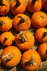 pumpkins fresh picked from the patch