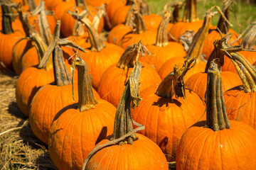 pumpkins fresh picked from the patch