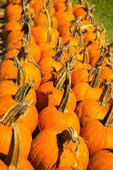 pumpkins fresh picked from the patch