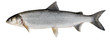 Whitefish ( Coregonus lavaretus )