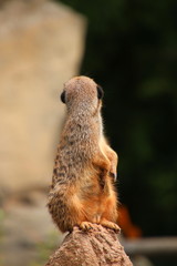 Suricata suricatta