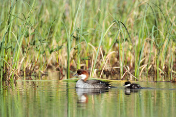 Sticker - Mergus albellus, Mergellus albellus, Smew