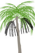 Palma acai (Euterpe oleracea) - ilustracja