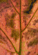 jesienny liść makro