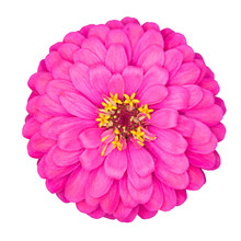 Pink Zinnia Flower Isolated On White