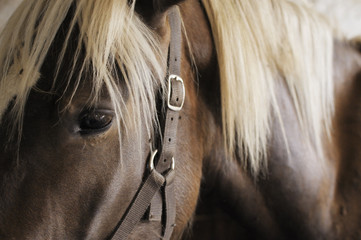 Obraz na płótnie grzywa stajnia oko koń manipulacja