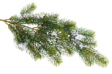fir tree branch covered with snow